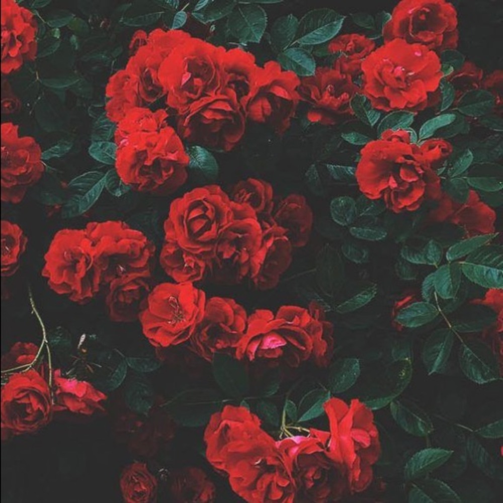 Meet your Posher, Katelynn